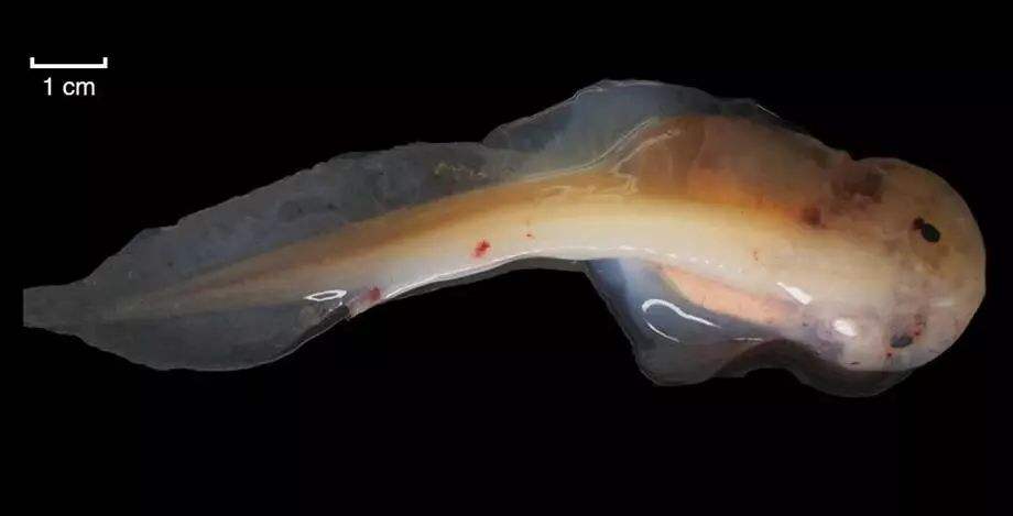 麻豆社